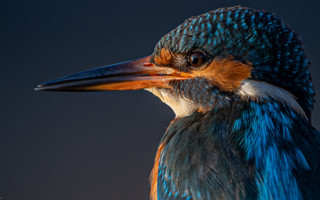 IJsvogel  seizoen 2022