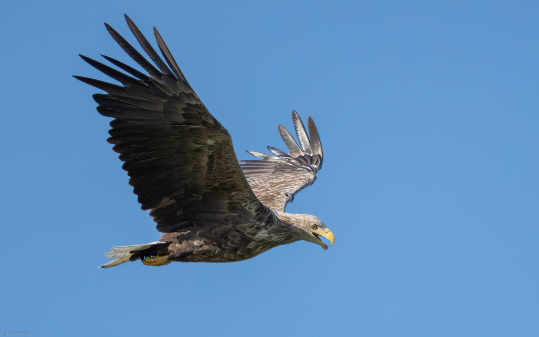 Zeearenden fotograferen