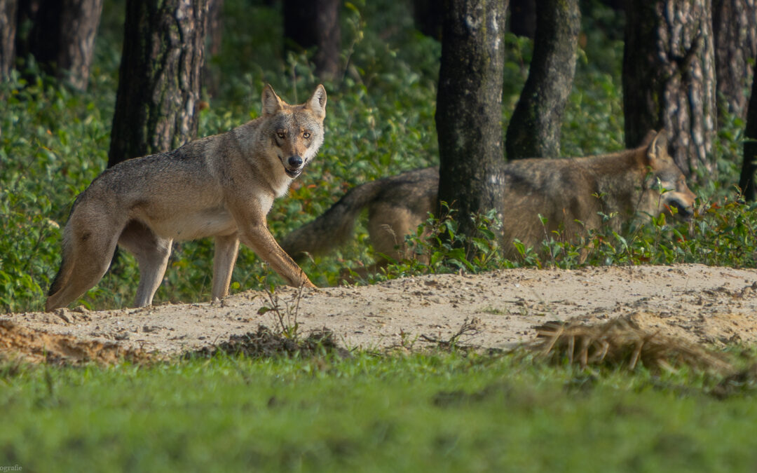 Wolven op de Veluwe